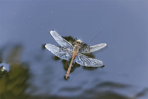 蜻蜓死在家裡|【家裡出現蜻蜓代表什麼】家中突現蜻蜓，好兆頭還是警訊？